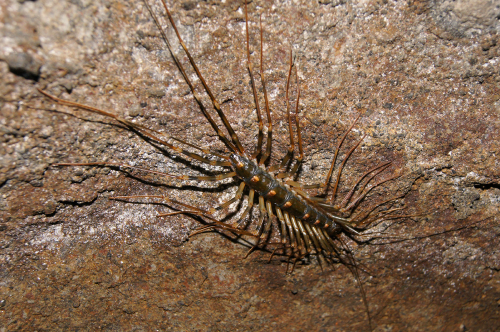 Geji geji